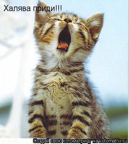 Котоматрица: Халява приди!!!