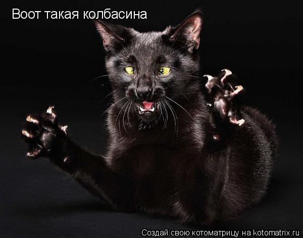 Котоматрица: Воот такая колбасина