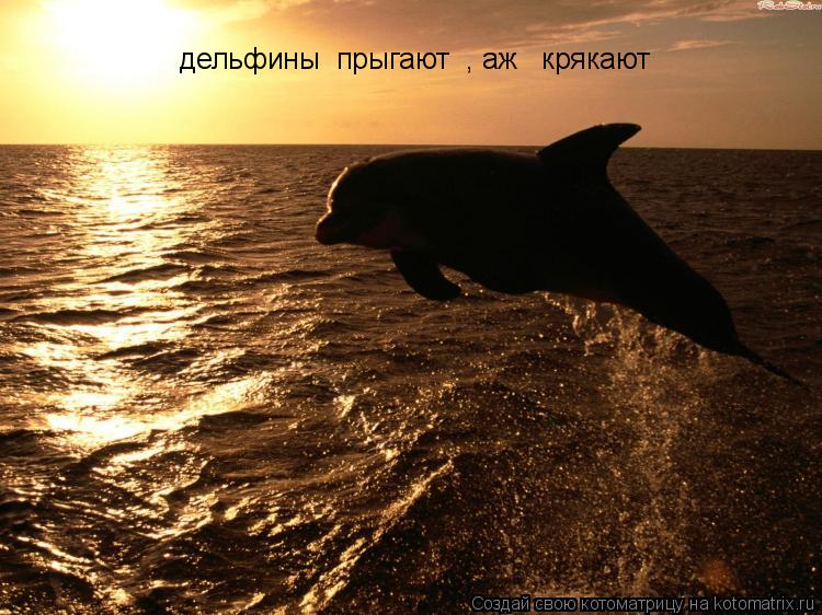 Котоматрица: дельфины  прыгают  , аж   крякают