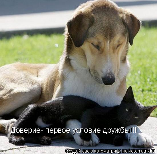 Котоматрица: Доверие- первое условие дружбы!!!