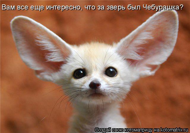 Котоматрица: Вам все еще интересно, что за зверь был Чебурашка?
