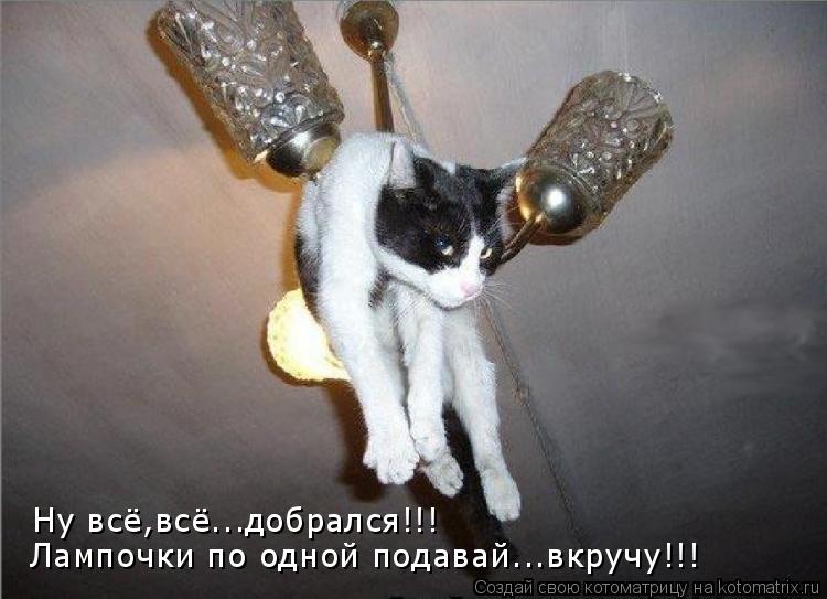 Котоматрица: Ну всё,всё...добрался!!! Лампочки по одной подавай...вкручу!!!