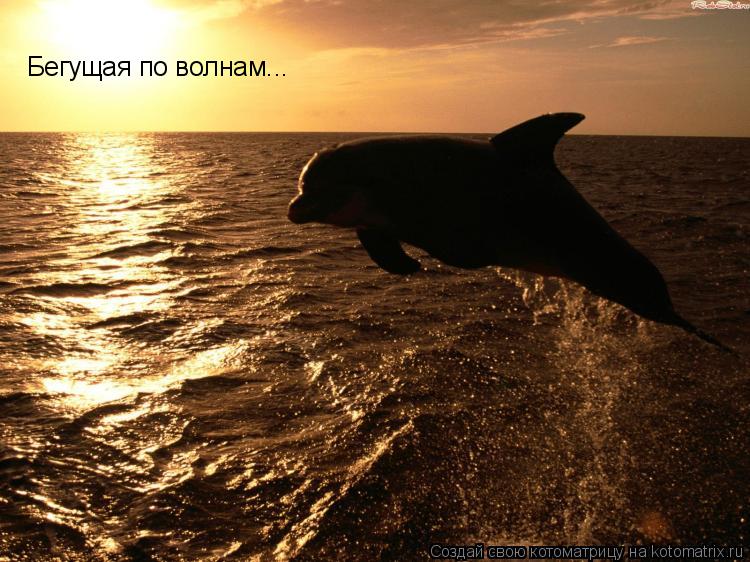 Котоматрица: Бегущая по волнам...