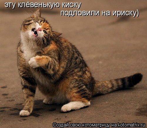 Котоматрица: эту клёвенькую киску подловили на ириску)