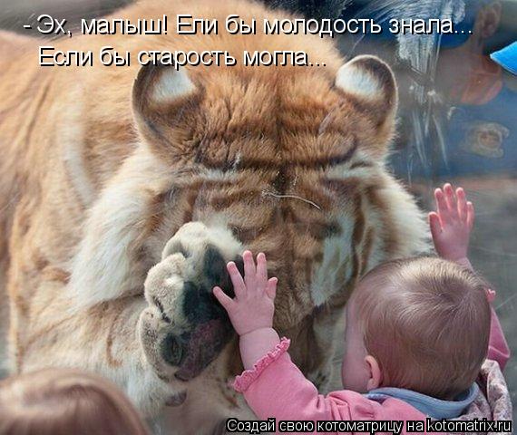 Котоматрица: - Эх, малыш! Ели бы молодость знала... Если бы старость могла...