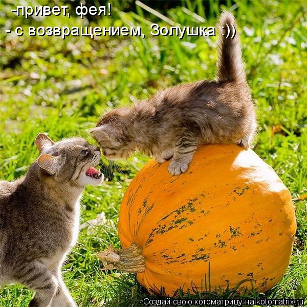 Котоматрица: -привет, фея! - с возвращением, Золушка :))