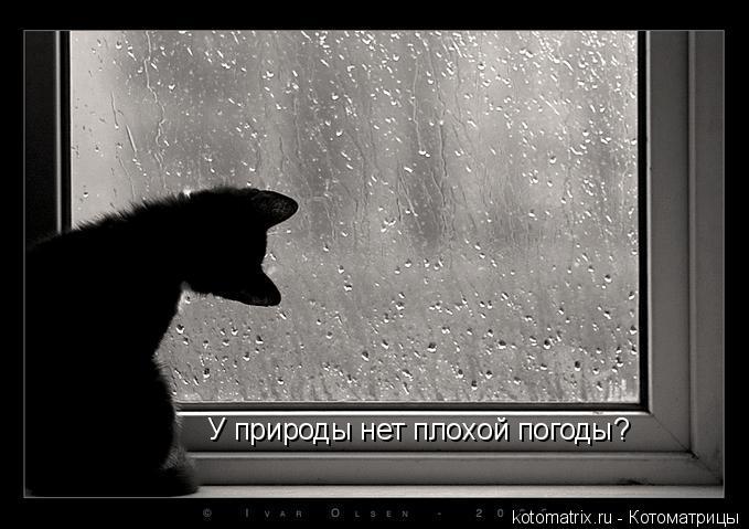 Котоматрица: У природы нет плохой погоды?