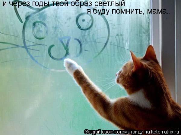 Котоматрица: и через годы твой образ светлый я буду помнить, мама..