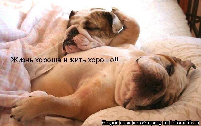 Котоматрица: Жизнь хороша и жить хорошо!!!