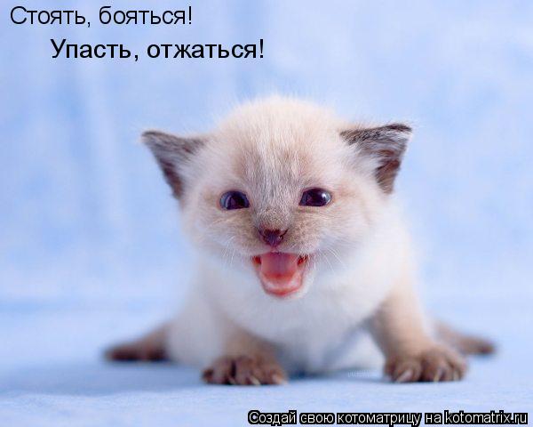 Котоматрица: Стоять, бояться! Упасть, отжаться!