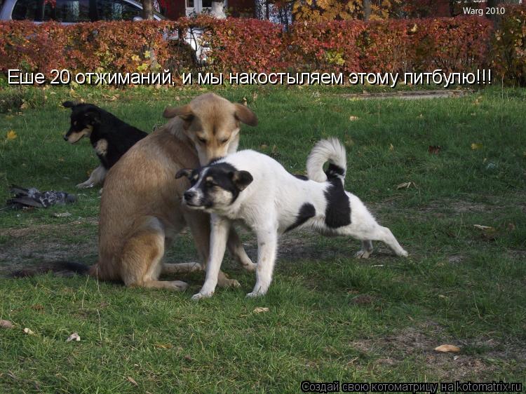 Котоматрица: Еше 20 отжиманий, и мы накостыляем этому питбулю!!!