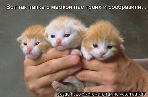 Котоматрица: Вот так папка с мамкой нас троих и сообразили...