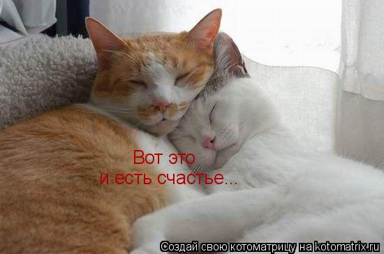 Котоматрица: Вот это и есть счастье...