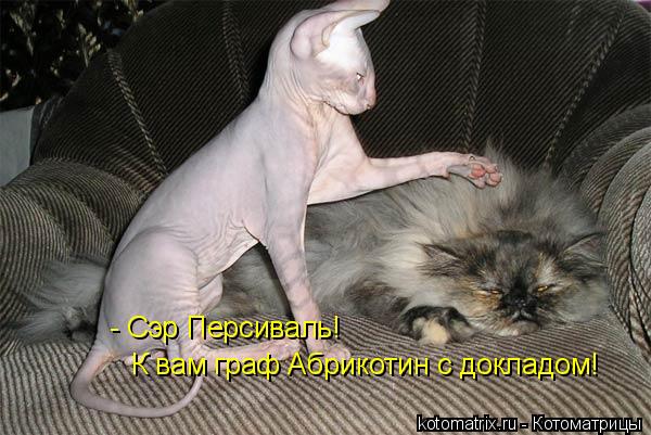 Котоматрица: - Сэр Персиваль! К вам граф Абрикотин с докладом!