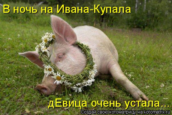 Котоматрица: В ночь на Ивана-Купала  дЕвица очень устала...