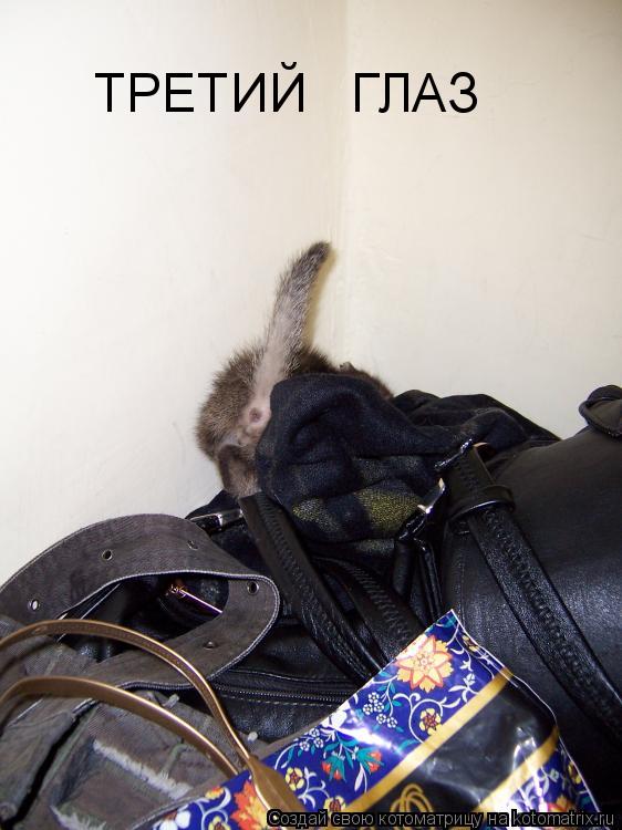 Котоматрица: ТРЕТИЙ   ГЛАЗ