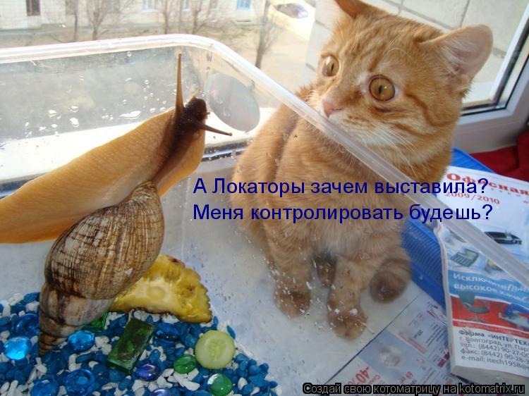 Котоматрица: А Локаторы зачем выставила? Меня контролировать будешь?
