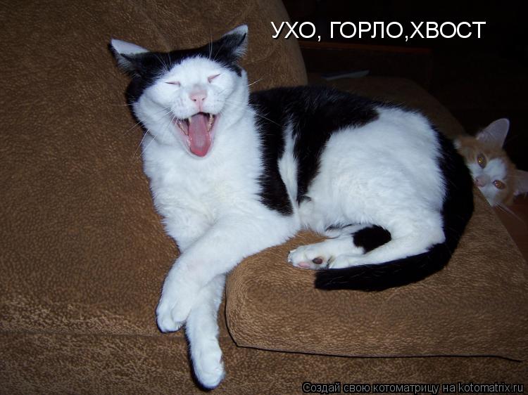 Котоматрица: УХО, ГОРЛО,ХВОСТ