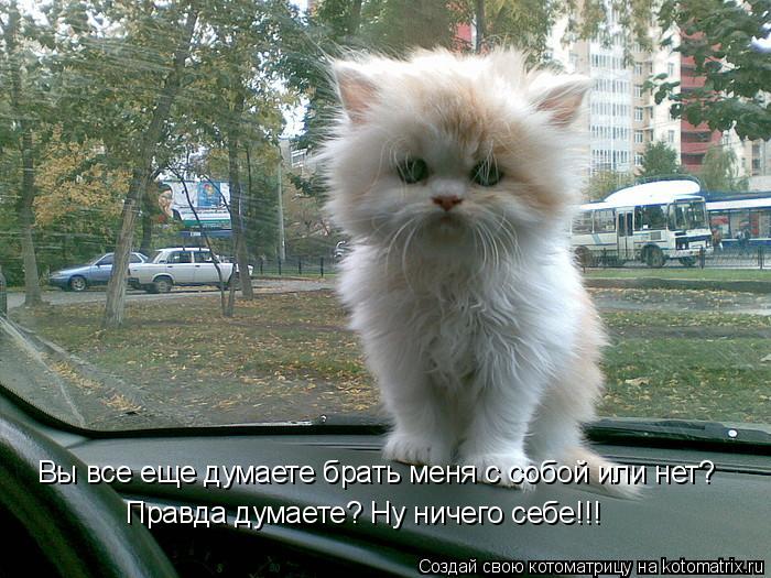 Котоматрица: Вы все еще думаете брать меня с собой или нет? Правда думаете? Ну ничего себе!!!