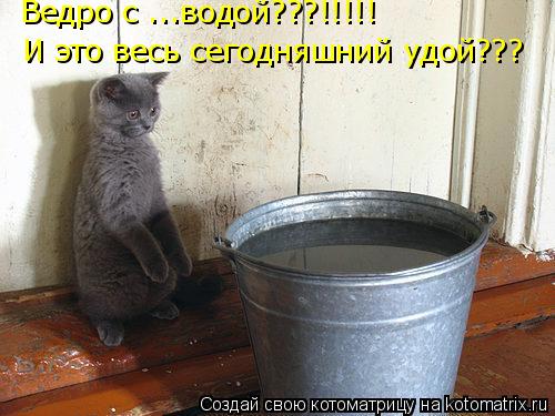 Котоматрица: Ведро с ...водой???!!!!! И это весь сегодняшний удой???
