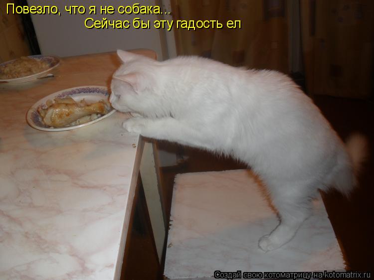 Котоматрица: Повезло, что я не собака... Сейчас бы эту гадость ел