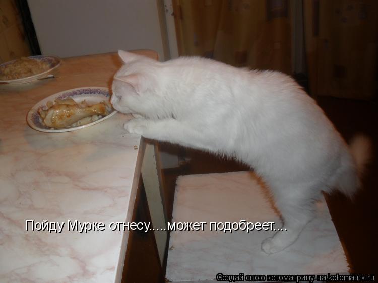 Котоматрица: Пойду Мурке отнесу.....может подобреет....