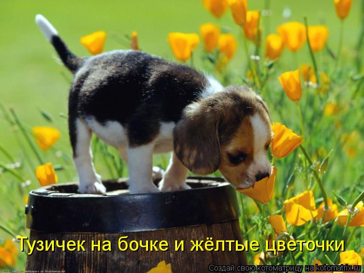 Котоматрица: Тузичек на бочке и жёлтые цветочки