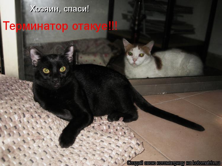Котоматрица: Хозяин, спаси! Терминатор отакуе!!!