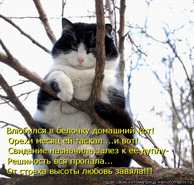 Котоматрица: Влюбился в белочку домашний кот! Орехи месяц ей таскал ...и вот! Свидание назначила,залез к её дуплу- Решимость вся пропала... От страха высоты