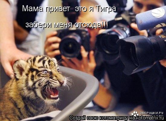 Котоматрица: Мама привет  это я Тигра забери меня отсюда!!!