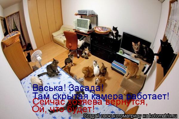 Котоматрица: Васька! Засада!  Там скрытая камера работает! Сейчас хозяева вернутся, Ой, что будет!