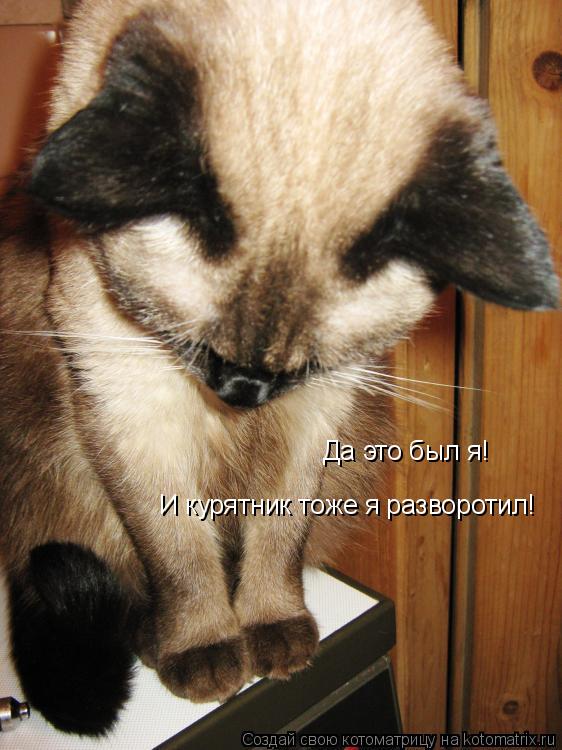 Котоматрица: Да это был я! И курятник тоже я разворотил!