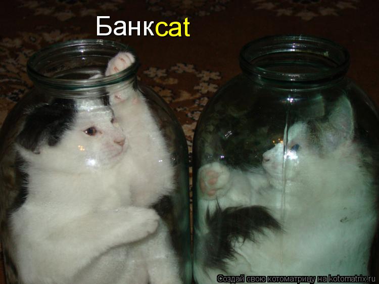 Котоматрица: Банк cat