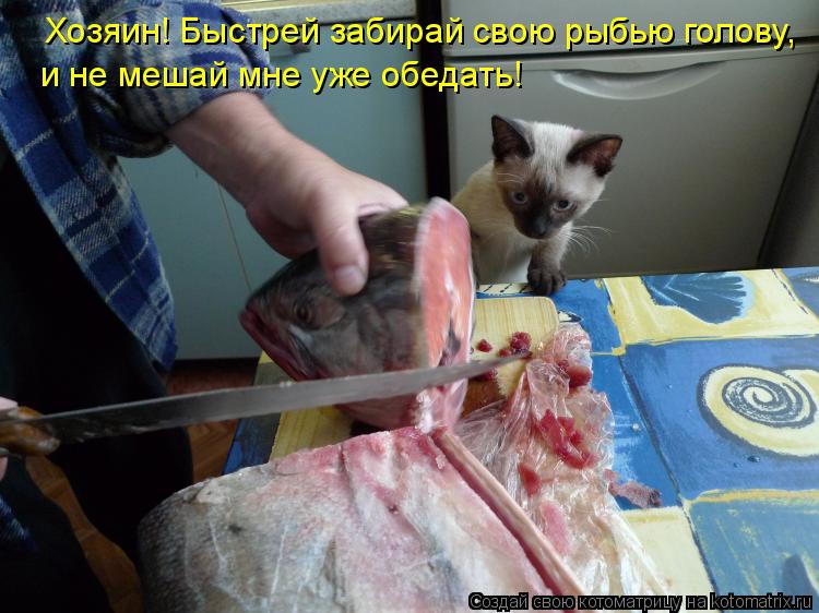 Котоматрица: Хозяин! Быстрей забирай свою рыбью голову, и не мешай мне уже обедать!