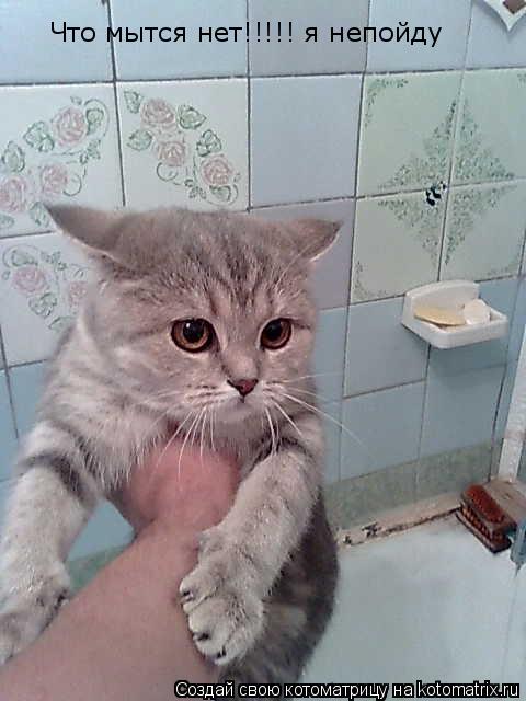 Котоматрица: Что мытся нет!!!!! я непойду