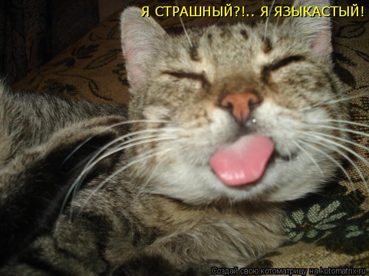 Котоматрица: Я СТРАШНЫЙ?!.. Я ЯЗЫКАСТЫЙ!