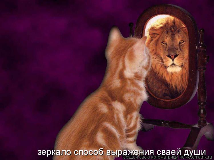 Котоматрица: зеркало способ выражения сваей души