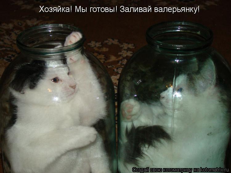 Котоматрица: Хозяйка! Мы готовы! Заливай валерьянку!
