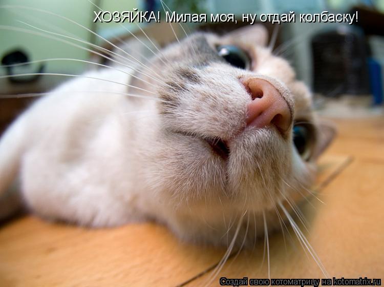 Котоматрица: ХОЗЯЙКА! Милая моя, ну отдай колбаску!