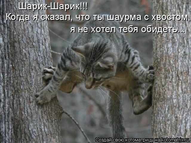 Котоматрица: Шарик-Шарик!!! Когда я сказал, что ты шаурма с хвостом,  я не хотел тебя обидеть...
