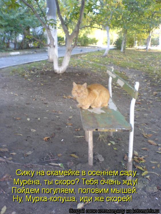 Котоматрица: Сижу на скамейке в осеннем саду. Мурёна, ты скоро? Тебя очень жду! Пойдем погуляем, половим мышей. Ну, Мурка-копуша, иди же скорей!