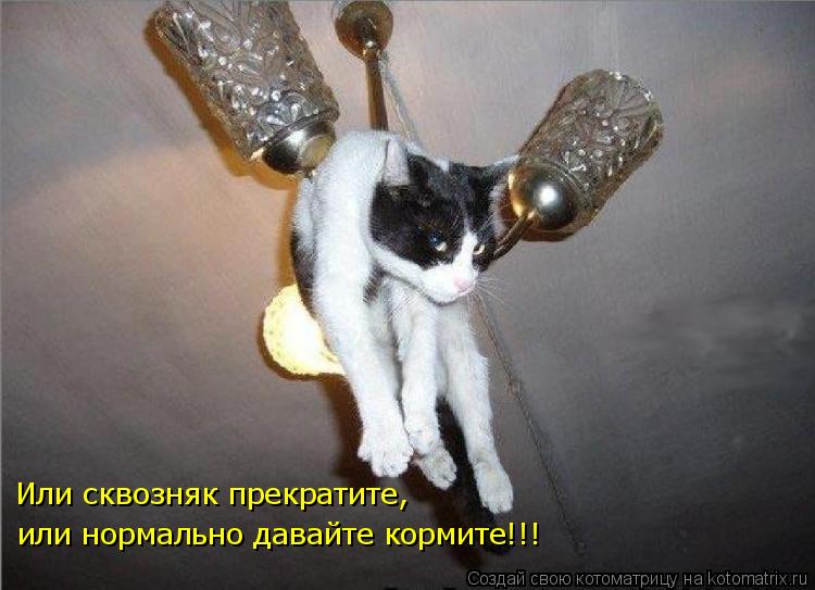 Котоматрица: Или сквозняк прекратите, или нормально давайте кормите!!!