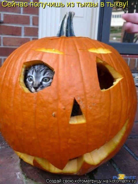 Котоматрица: Сейчас получишь из тыквы в тыкву!