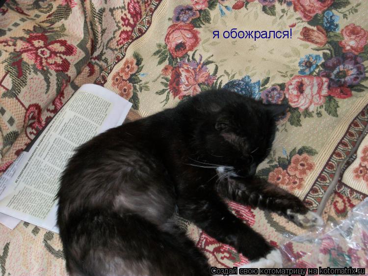 Котоматрица: я обожрался!