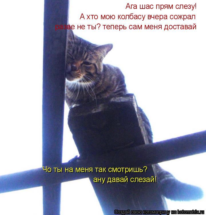Котоматрица: Чо ты на меня так смотришь? ану давай слезай! Ага шас прям слезу!  А хто мою колбасу вчера сожрал разве не ты? теперь сам меня доставай