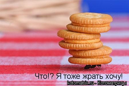 Котоматрица: Что!? Я тоже жрать хочу!