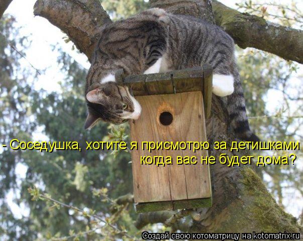 Котоматрица: - Соседушка, хотите я присмотрю за детишками когда вас не будет дома?