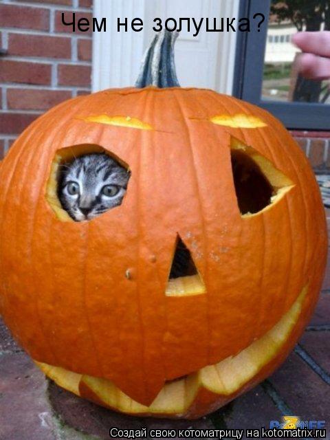 Котоматрица: Чем не золушка?