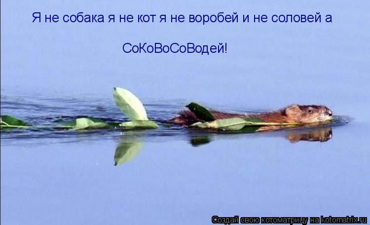 Котоматрица: Я не собака я не кот я не воробей и не соловей а СоКоВоСоВодей!