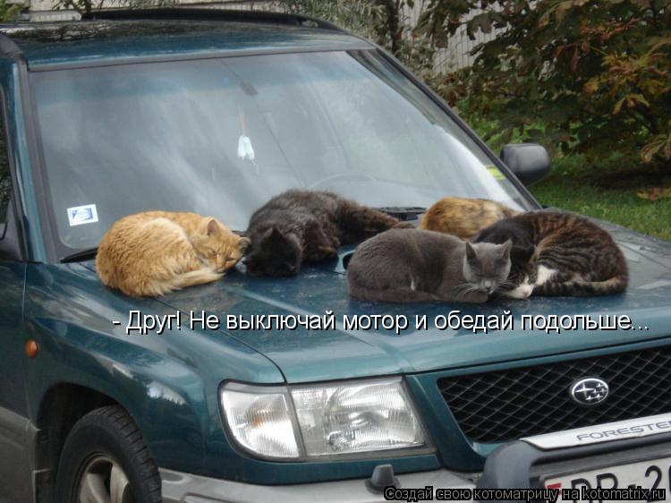 - Друг! Не выключай мотор и обедай подольше...... Котоматрица: - Друг! Не выключай мотор и обедай подольше...